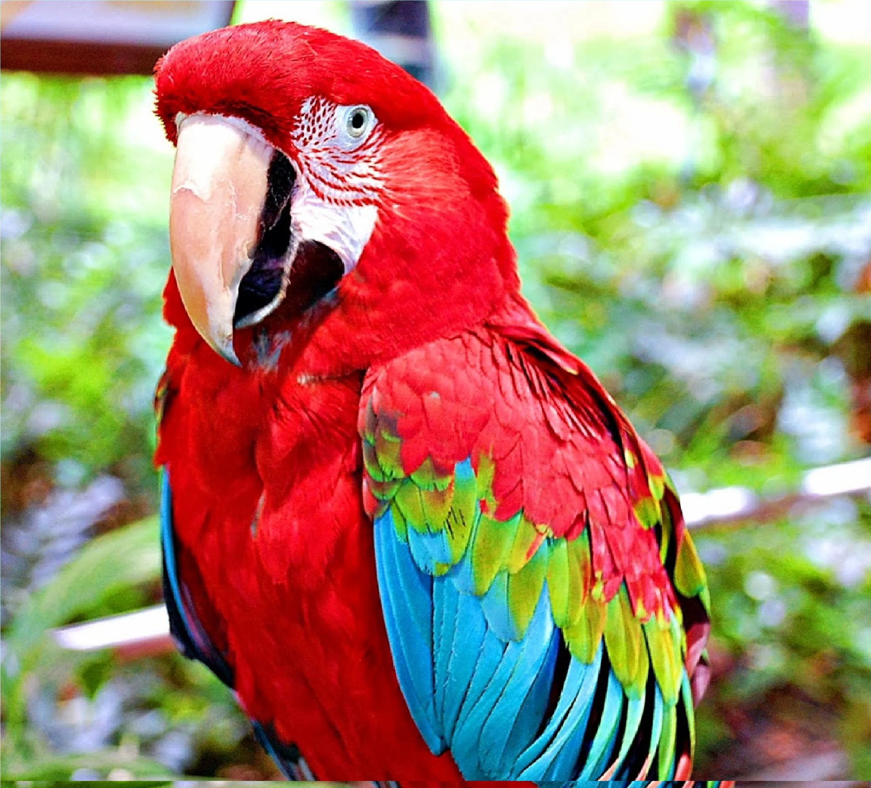 Papagáj a tenerifei Loro Parque-ban
