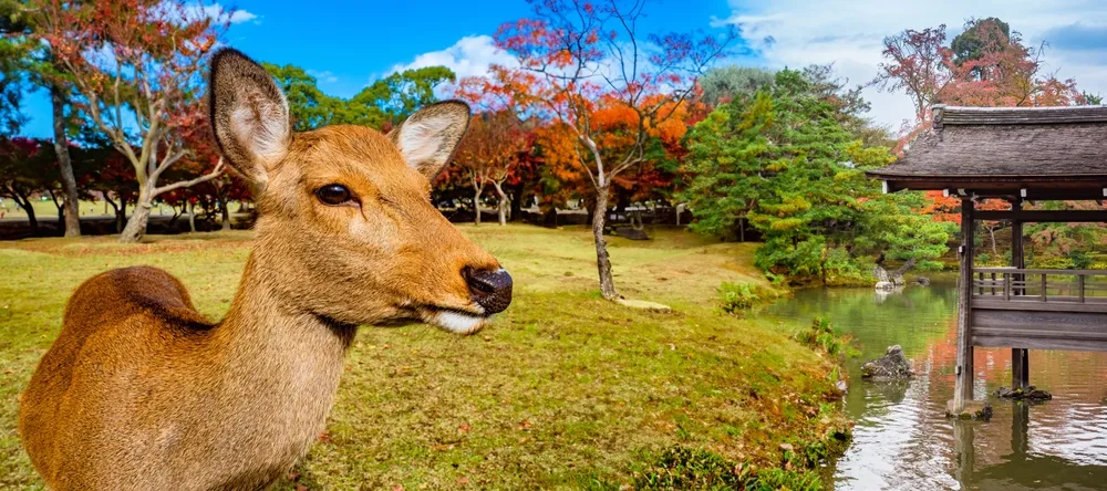 Japán arcai - körutazás a hagyománytól a jövőig – Japán / Japán arcai - körutazás a hagyománytól a jövőig / Japán utazási ajánlat – galériakép 6