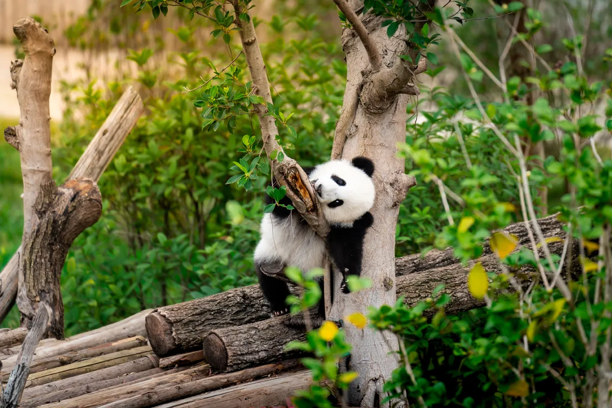 Nagy Kínai Körutazás - Pandák, Császárok és Felhőkarcolók – Kína / Peking - Főváros / Peking utazási ajánlat – galériakép 2