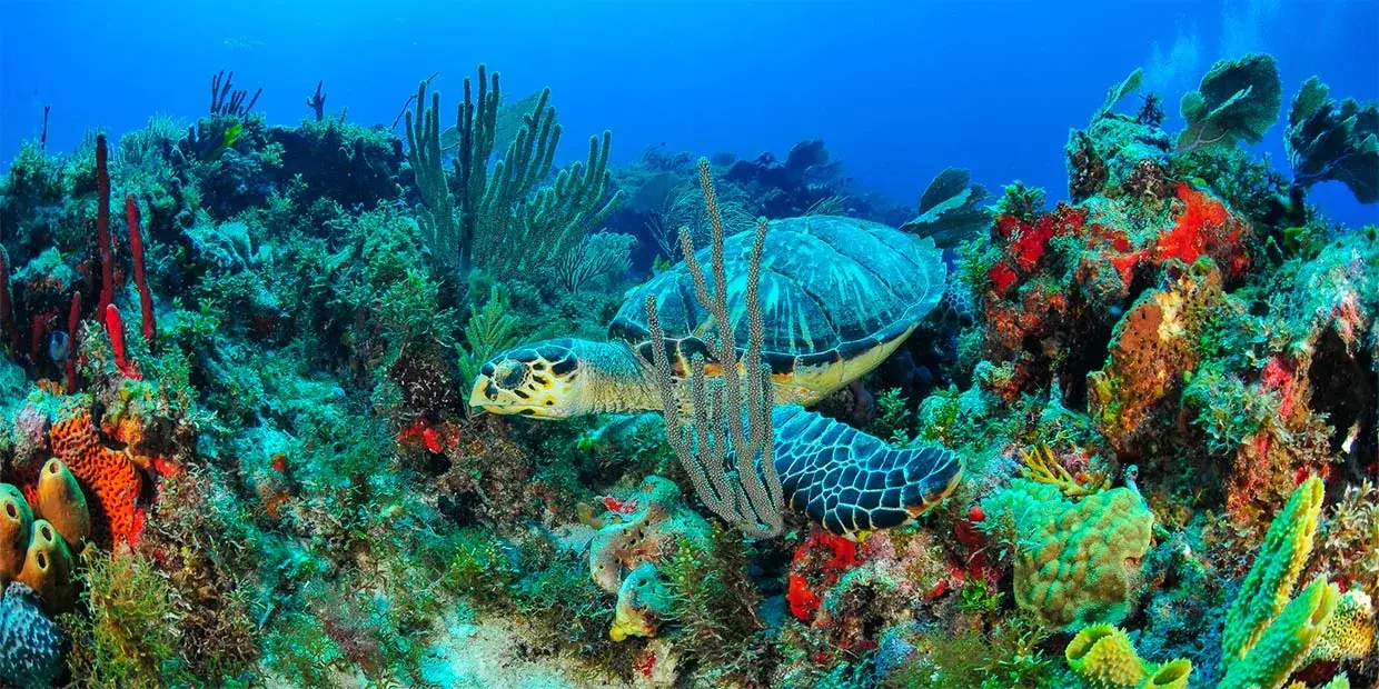 Isla Mujeres tengerpartja