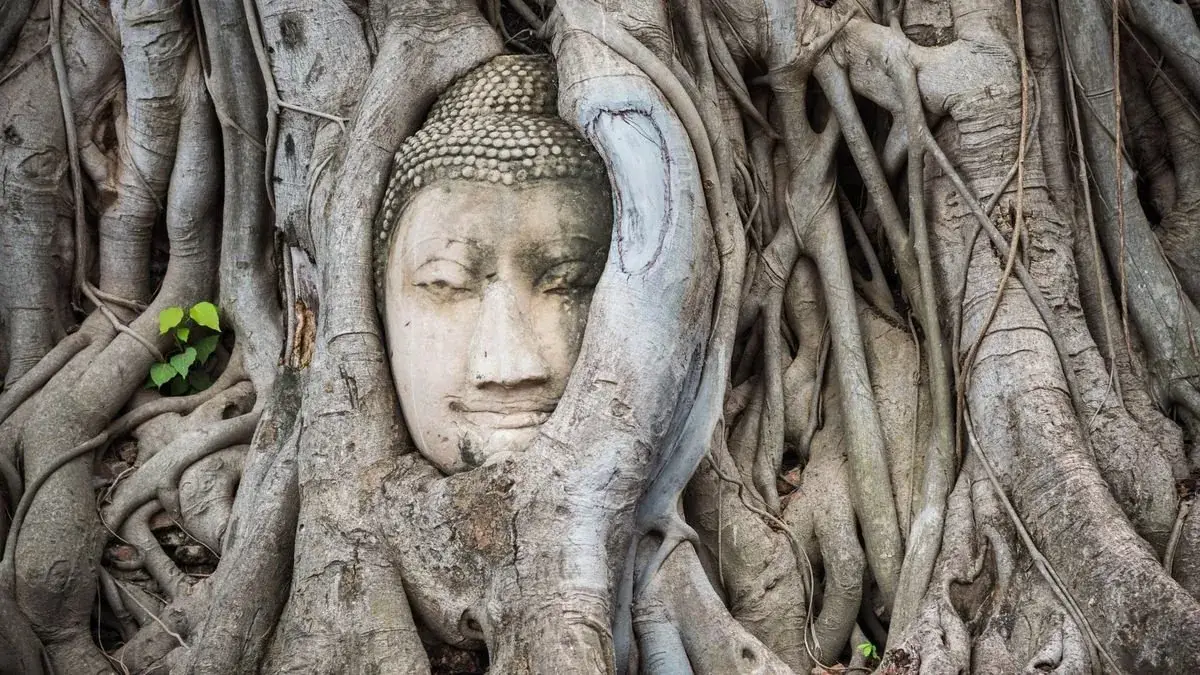 Buddha-fej Ayutthayában